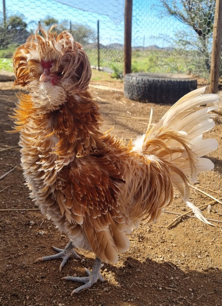 Chamois frizzle Polish bantam cockerel
