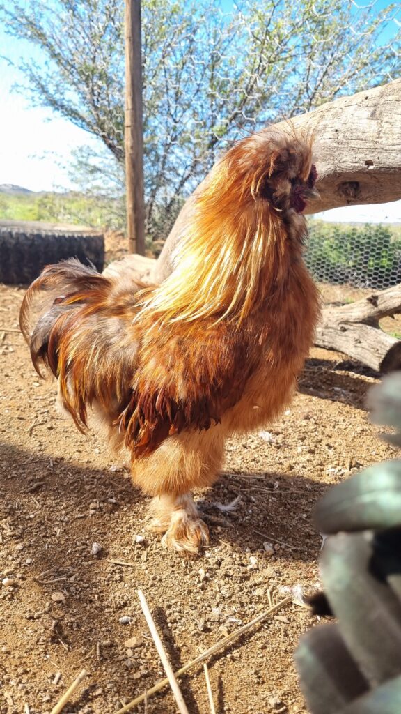 Partridge Silkie rooster