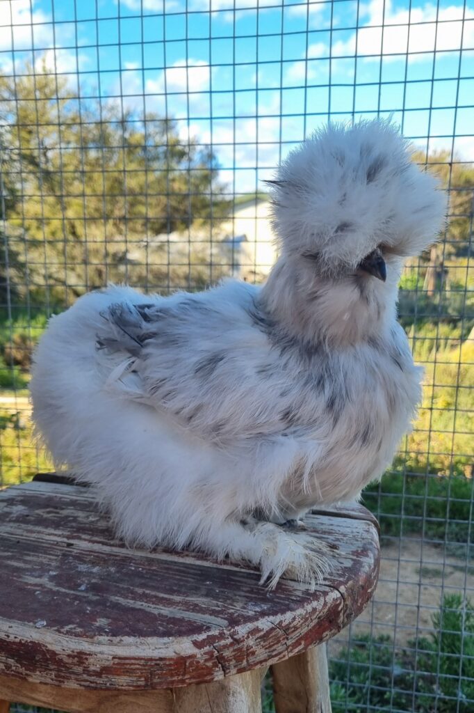 Splash Silkie pullet #2
