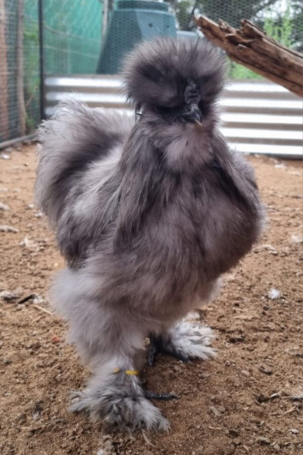 Blue Silkie cockerel