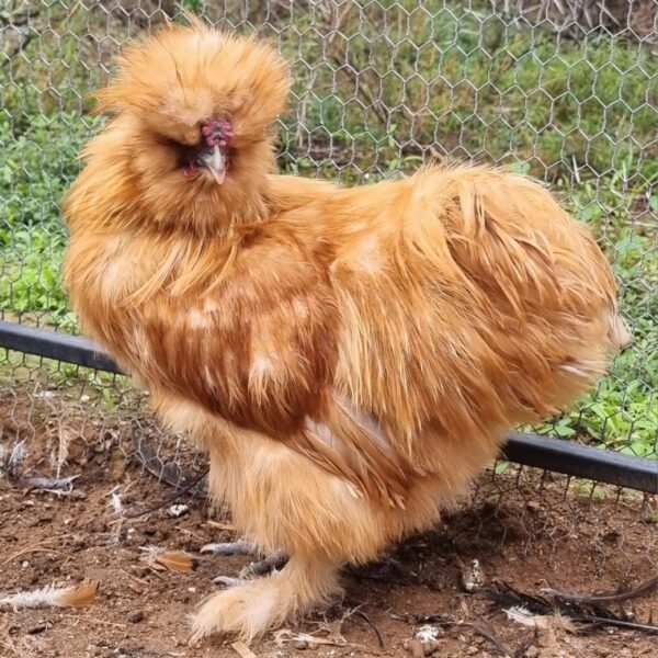 Buff Silkie cockerel