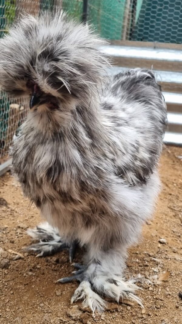 Splash Silkie cockerel
