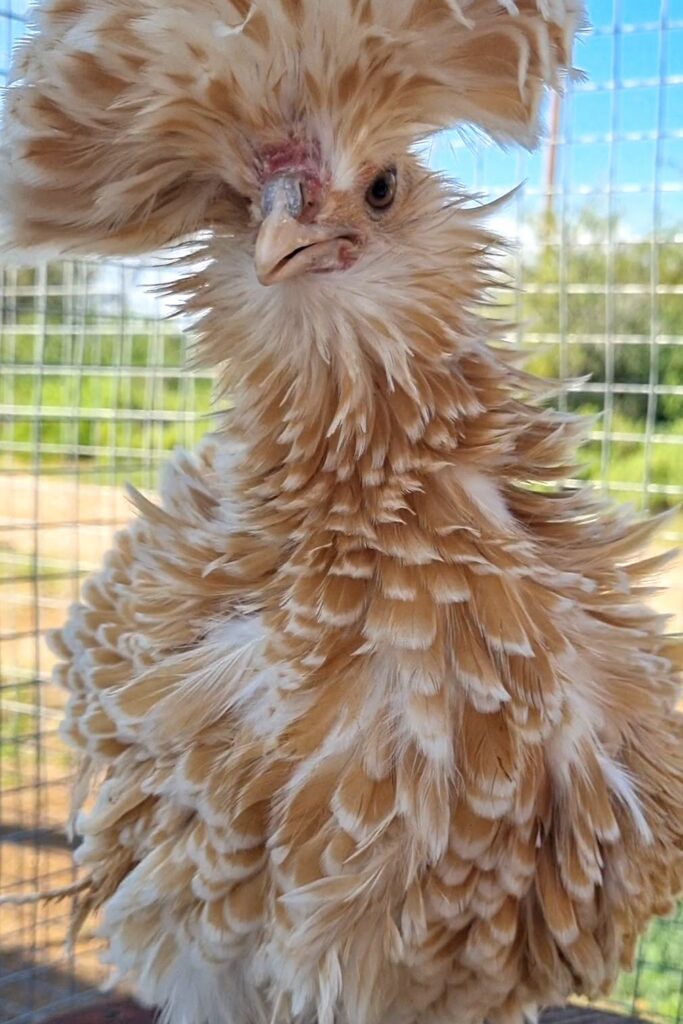 Chamois frizzle Polish bantam pullet