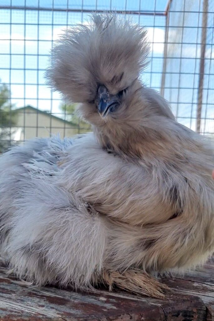 Splash Silkie pullet