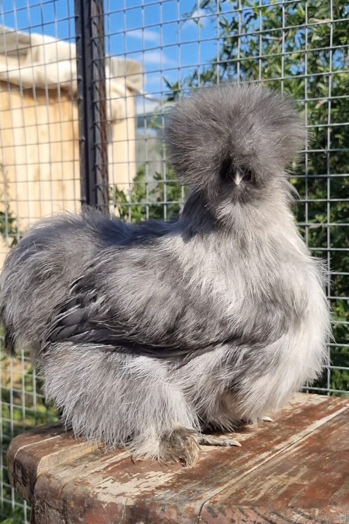 Blue Silkie pullet