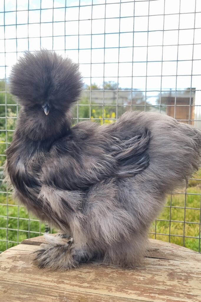 Blue Silkie pullet #4