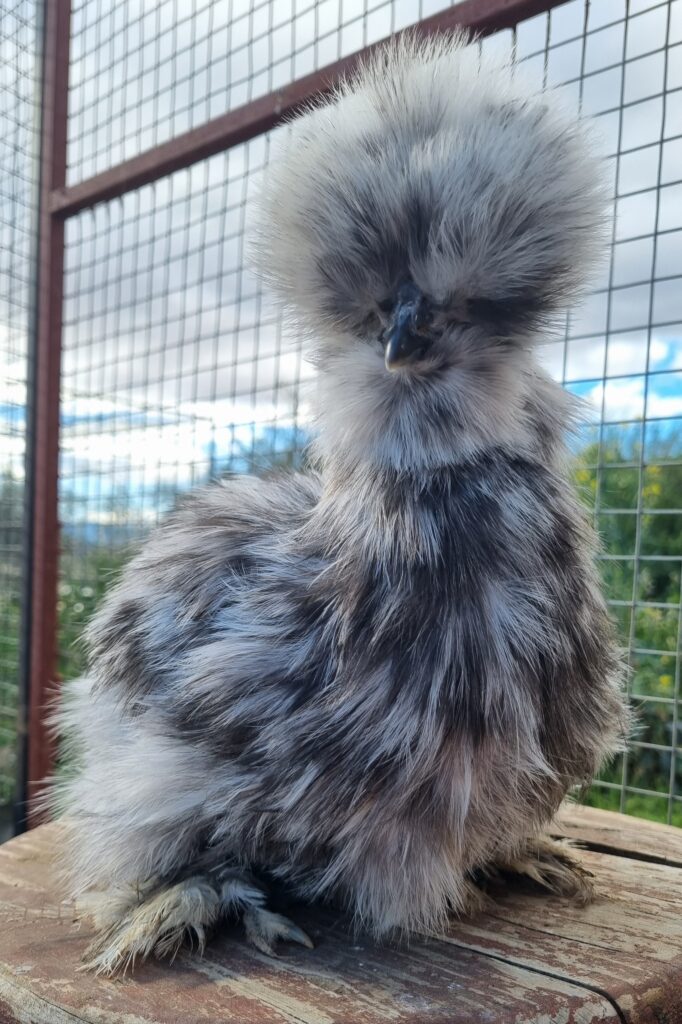 Splash Silkie pullet #4