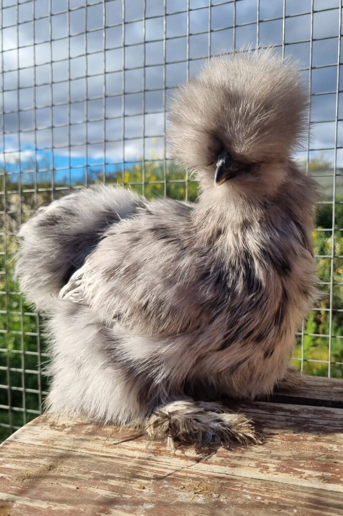 Splash Silkie pullet #3