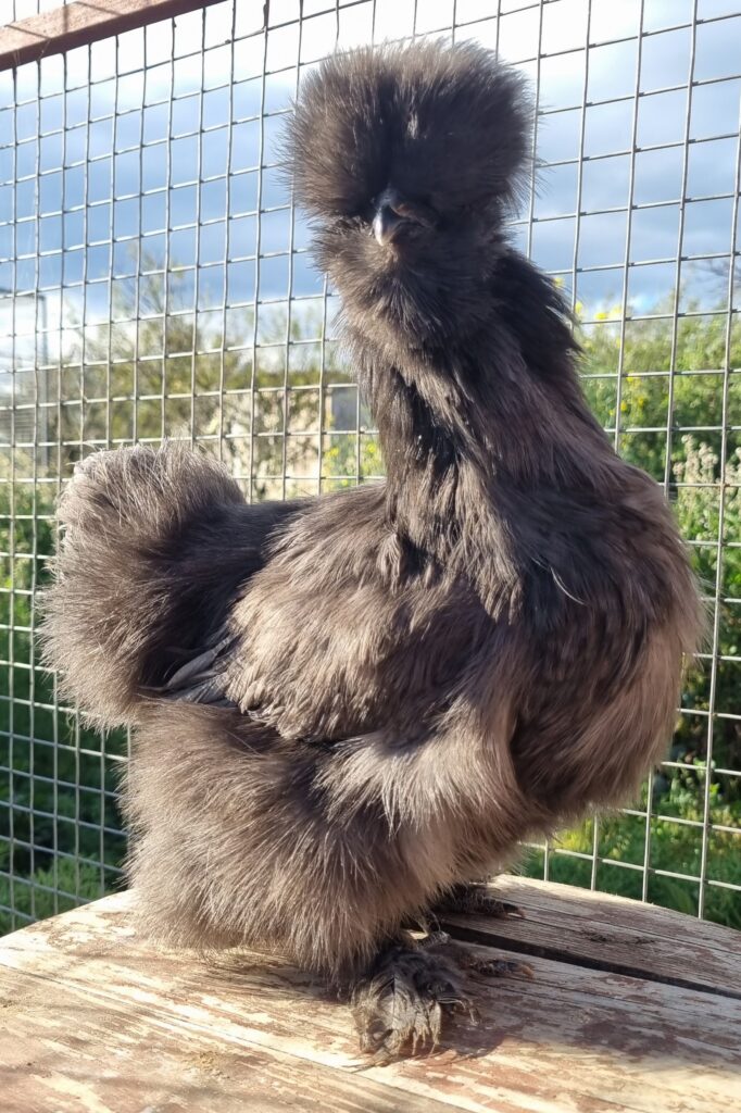 Blue Silkie pullet #3
