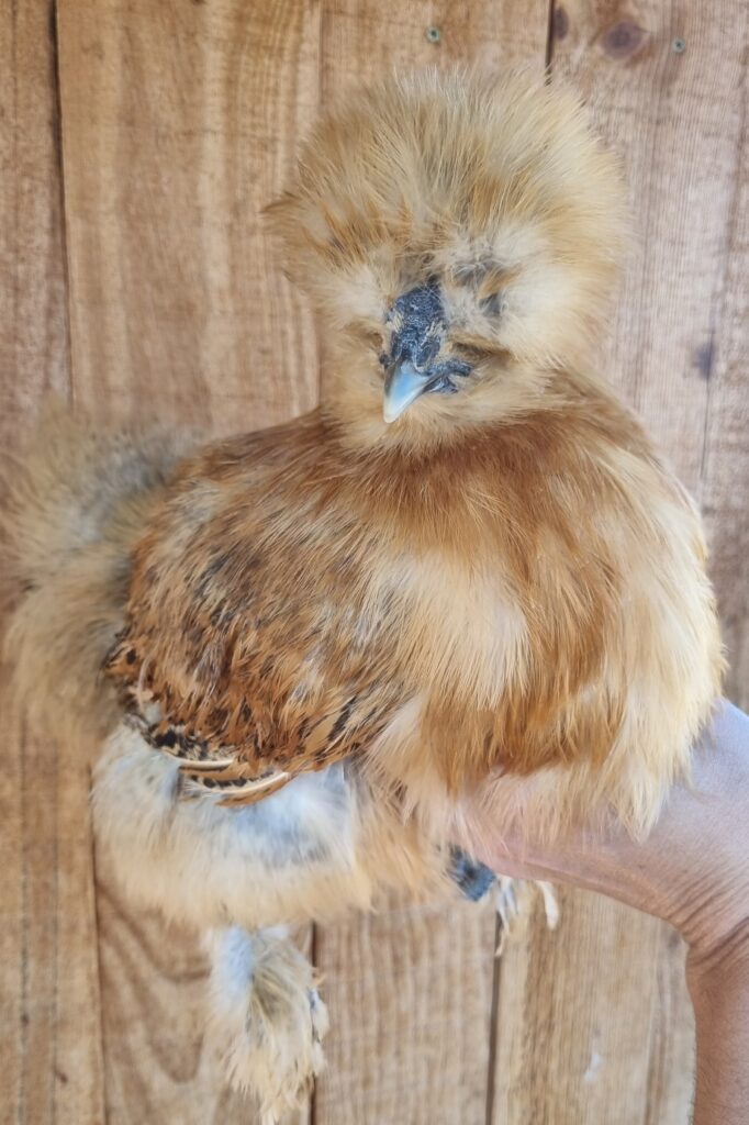 Partridge Silkie mix pullet