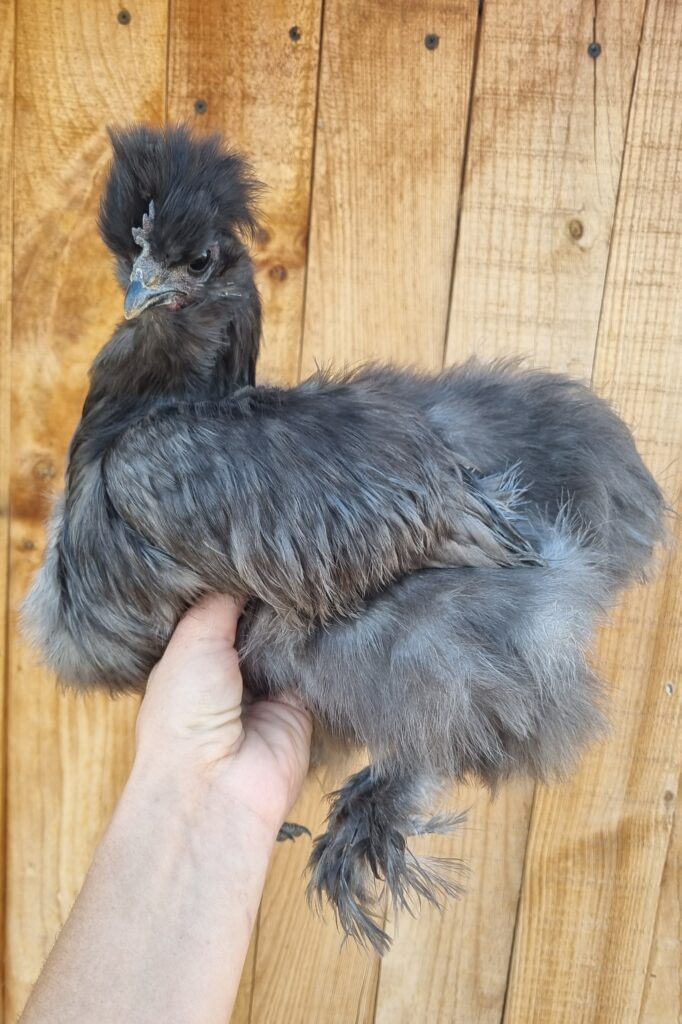 Blue Silkie mix pullet