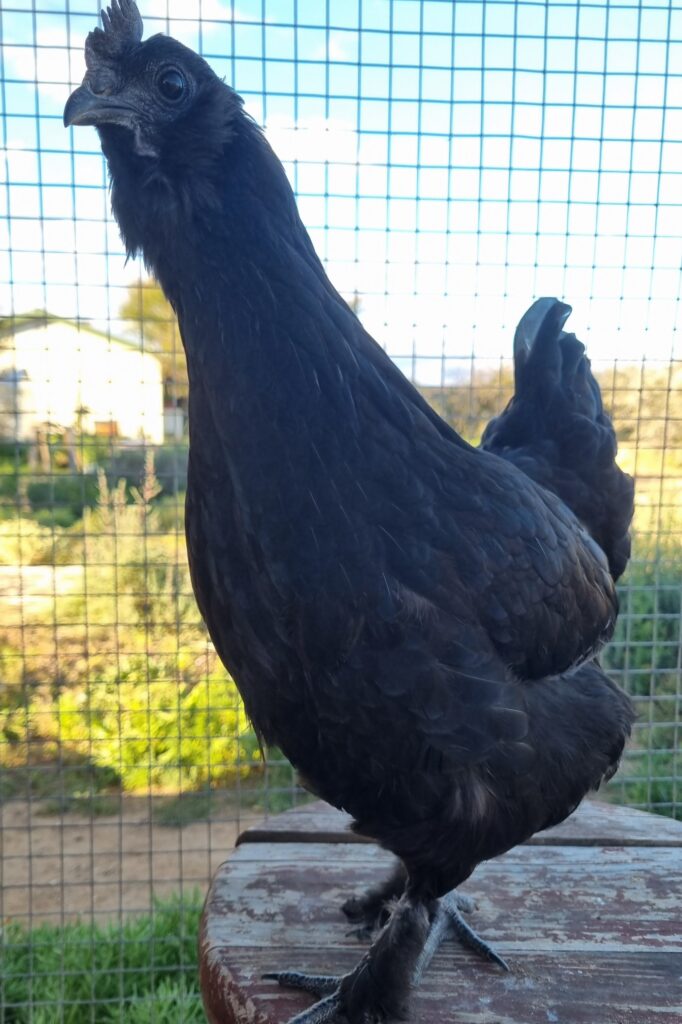 Black Easter Egger #1