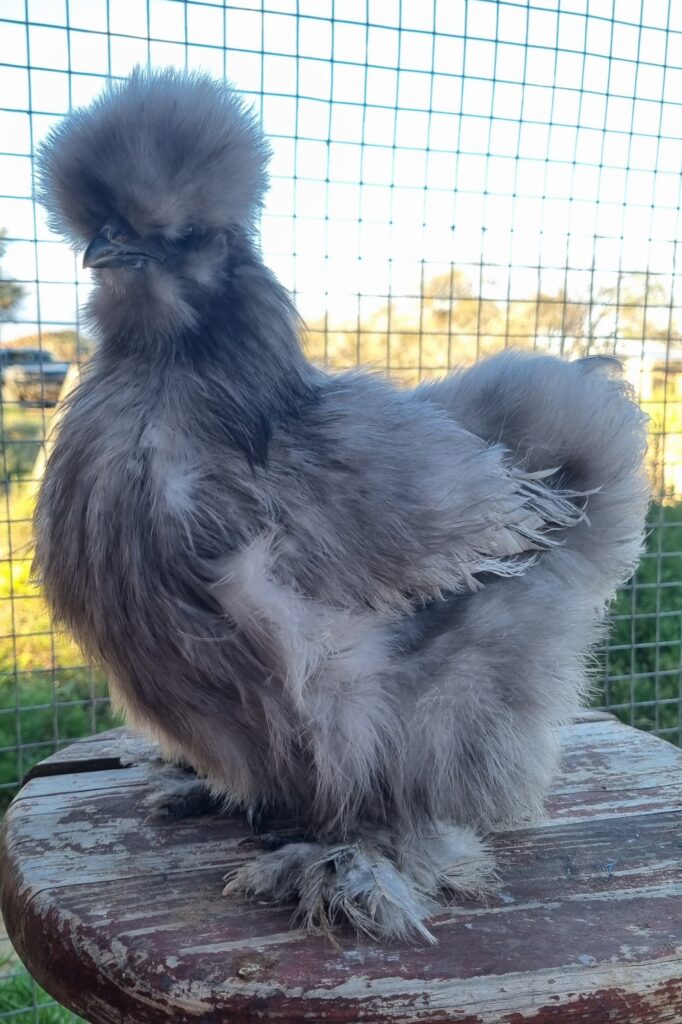 Blue Silkie pullet #2