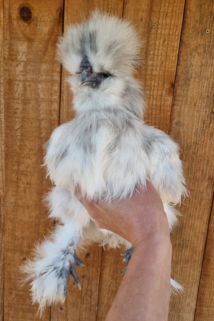 Blue paint Silkie cockerel