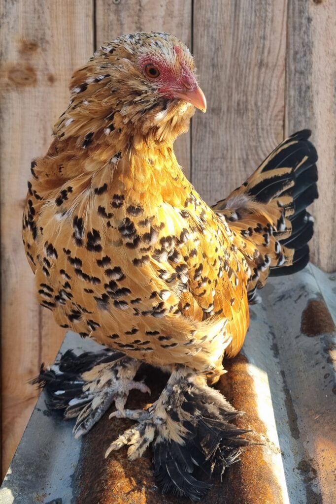 Millefleur Barbu d'Uccle pullet #1