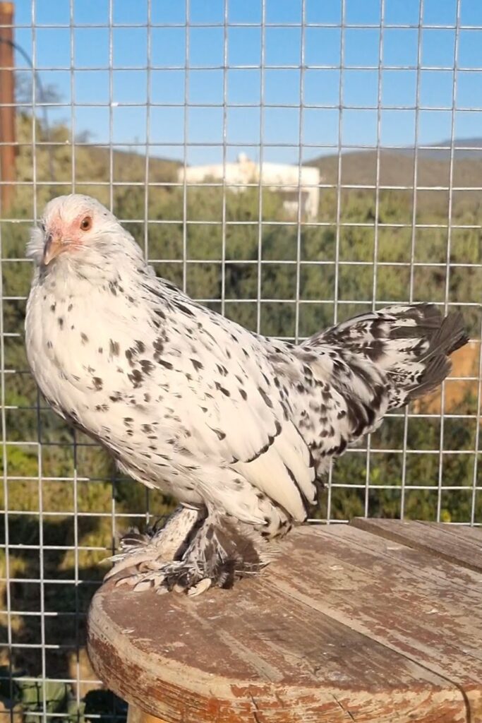 Silver millefleur Barbu d'Uccle pullet