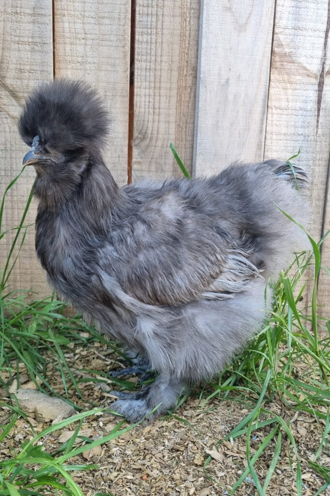Blue Silkie mix pullet #2