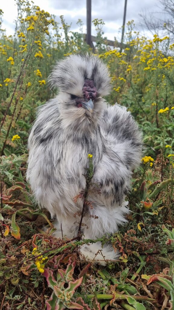 Splash Silkie cockerel
