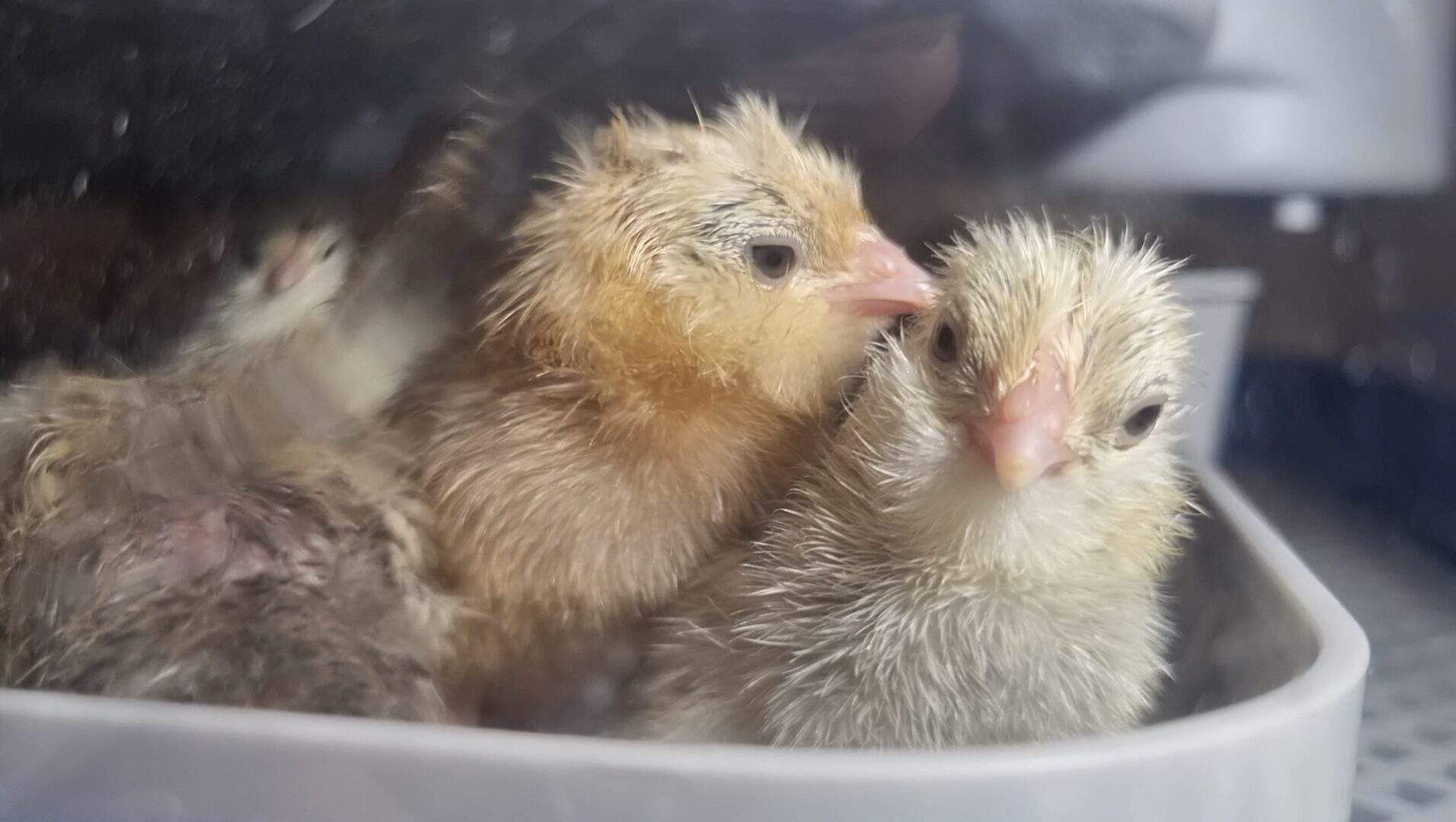 Egg storage & incubation tips