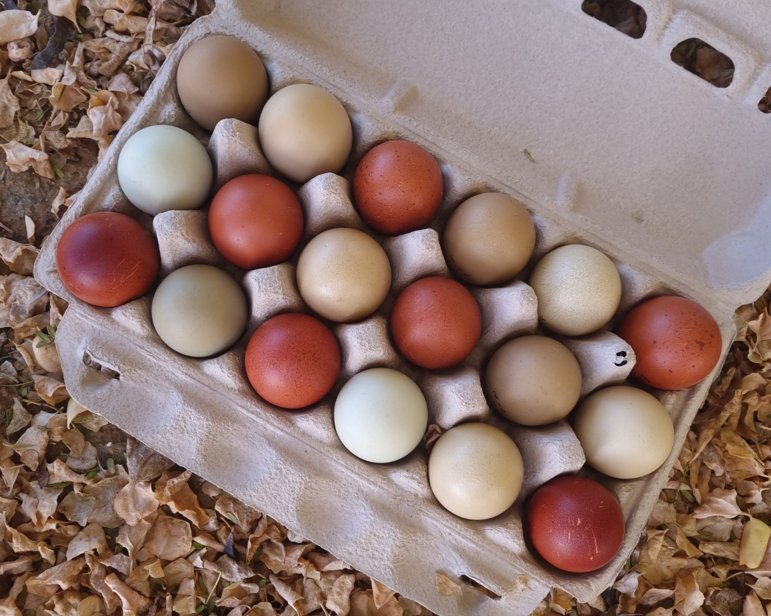 The factors that affect how egg colour varies from day-to-day, and throughout the season